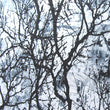 Camouflage
