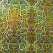 Snake Skin