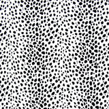 Dalmatian
