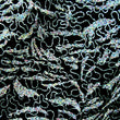 Premium Grade Sturgeon Caviar