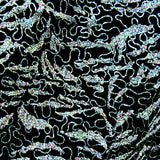 Premium Grade Sturgeon Caviar