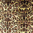 Leopard Skin