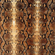 Snake Skin