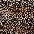 Leopard Print