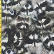 Raccoons