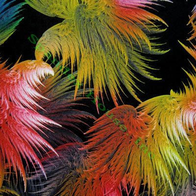 Feather