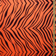 Zebra Print