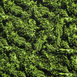 Cannabis