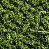 Cannabis