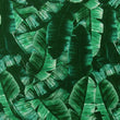 Leaf Print