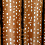 Printed Velvet