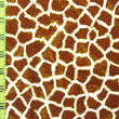 Giraffe Print